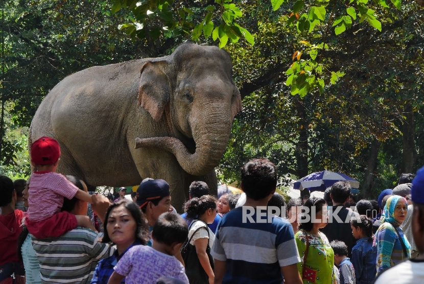Dua ekor gajah koleksi Taman Margasatwa Ragunan (TMR)