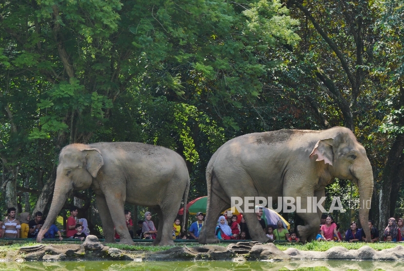 Dua ekor gajah koleksi Taman Margasatwa Ragunan (TMR).