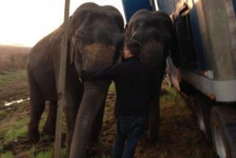 Dua ekor gajah sedang menahan truk di Louisiana