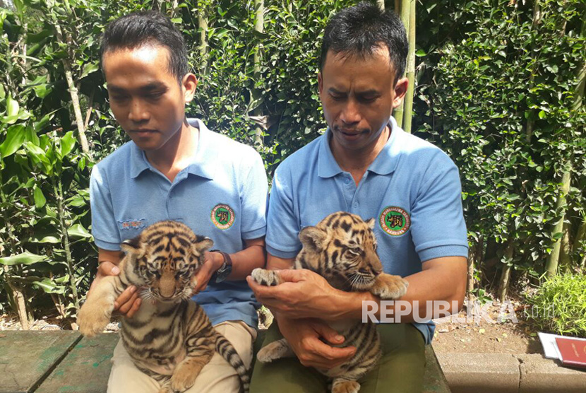 Dua ekor harimau benggala, lahir di Kebun Binatang Bandung, Rabu (2/7). Harimau ini, badannya lebih besar dari  Harimau Sumatra.