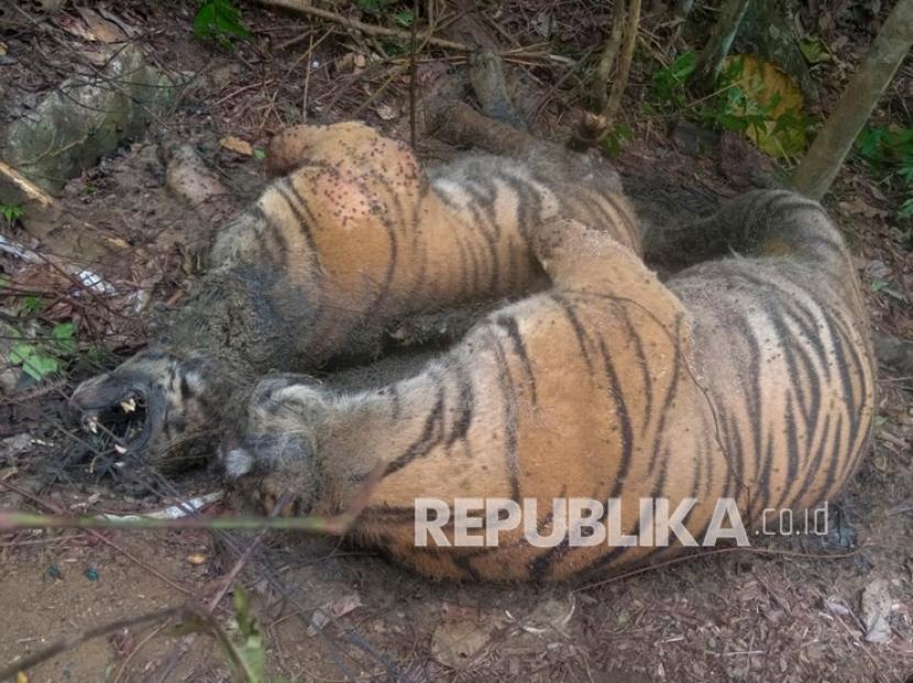 Dua ekor harimau Sumatera (Panthera tigris sumatrae) ditemukan mati di kawasan hutan Gampong Ibuboeh, Kecamatan Meukek, Aceh Selatan, Aceh, Rabu (25/8/2021). Sebanyak tiga ekor Harimau Sumatera yang terdiri dari satu ekor induk harimau dan dua anak harimau (satu betina dan satu jantan) ditemukan mati diduga akibat terkena jeratan babi.