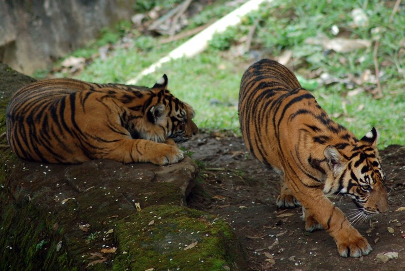 Dua ekor harimau Sumatra (Panthera tigris sumatrae) bercengkerama di Taman Marga Satwa Budaya Kinantan (TMSBK) Bukittinggi, Sumbar.