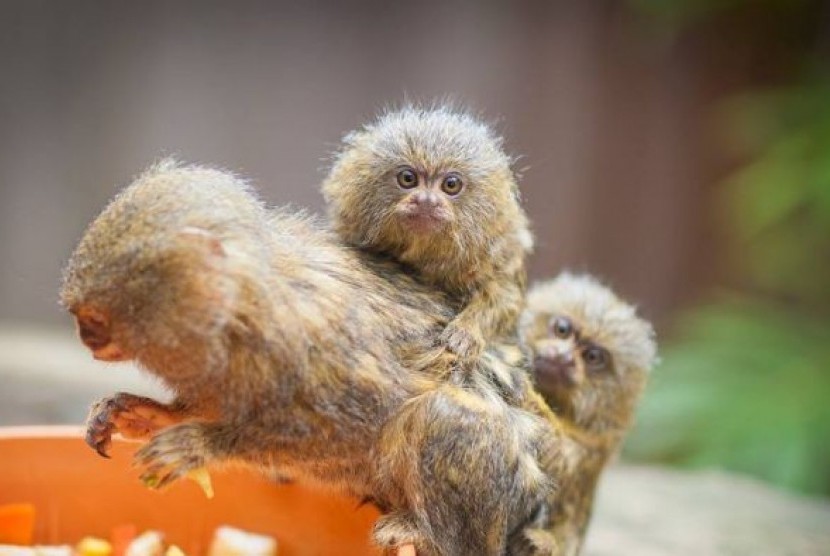 Dua ekor kera mini langka pygmy marmoset masih hilang.
