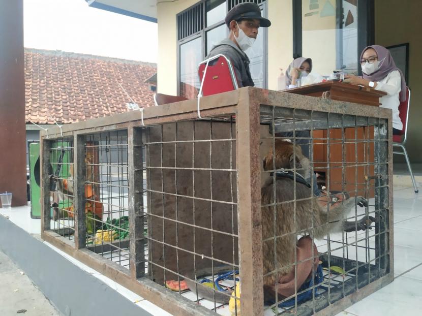  Dua ekor moyet ekor panjang diamankan di Kantor Seski Konservasi Wilayah VI Tasikmalaka, BBKSDA Jabar, Rabu (30/3/2022). Monyet itu didapatkan dari hasil razia pengamen topeng monyet di Kota Tasikmalaya.