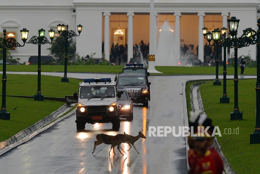 Dua ekor rusa melintas saat rombongan delegasi dari Raja Salman meninggalkan Istana Bogor seusai melakukan pertemuan dengan Presiden Joko Widodo, Bogor Jawa Barat, Rabu (1/3).