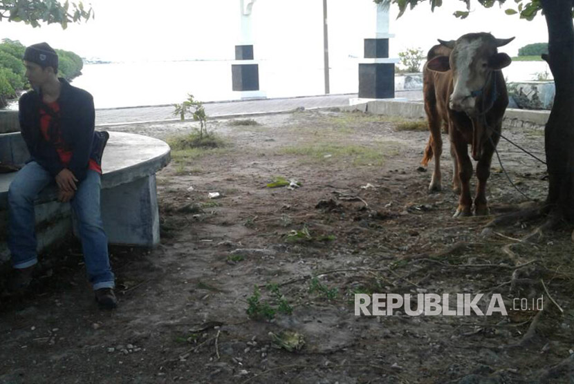 Dua ekor sapi limosin di depan sekretariat DPC PDIP Pulau Kelapa. Total ada lima sapi yang di potong setelah pencoblosan di pulau ini.