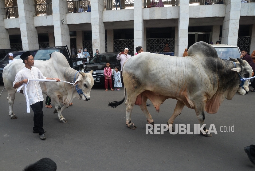   Dua ekor sapi milik Presiden Joko Widodo, dan Wapres Jusuf Kalla dibawa petugas sebelum disembelih, Jakarta, Jumat (1/9).