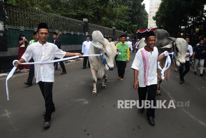   Dua ekor sapi milik Presiden Joko Widodo, dan Wapres Jusuf Kalla dibawa petugas sebelum disembelih, Jakarta, Jumat (1/9).