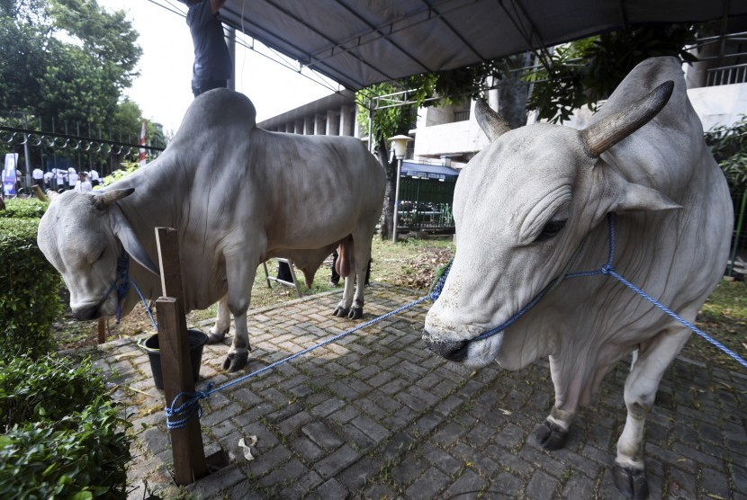 Dua ekor sapi sumbangan dari Presiden Joko Widodo dan Wapres Jusuf Kalla berada di Masjid Istiqlal, Jakarta, Minggu (11/9). 