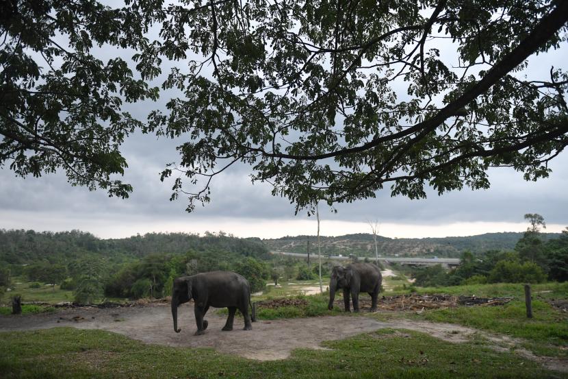 Dua gajah melintas di Pusat Konservasi Gajah Minas, Riau, Kamis (18/8/2022). Untuk mendukung program konservasi gajah, PT Pertamina Hulu Rokan (PHR) yang telah setahun mengelola Blok Rokan memberikan GPS Collar untuk memantau pergerakan gajah liar, mengadakan program agroforestry yang merupakan program penanaman pohon bernilai ekonomis tapi tidak disukai gajah serta secara rutin memberikan edukasi kepada masyarakat untuk meminimalisir konflik dengan gajah.