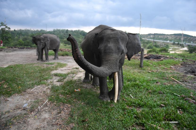 Dua gajah melintas di Pusat Konservasi Gajah Minas, Riau, Kamis (18/8/2022). (Ilustrasi)