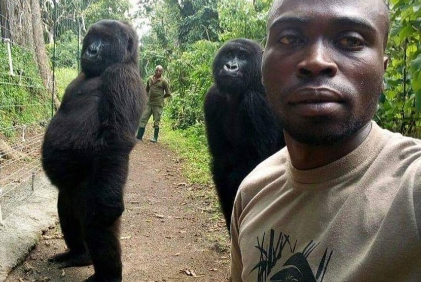 Dua gorila bernama Ndakaza dan Ndeze tampak ikut berpose dengan petugas di Taman Nasional Virunga, Republik Demokratik Kongo (DRC).  