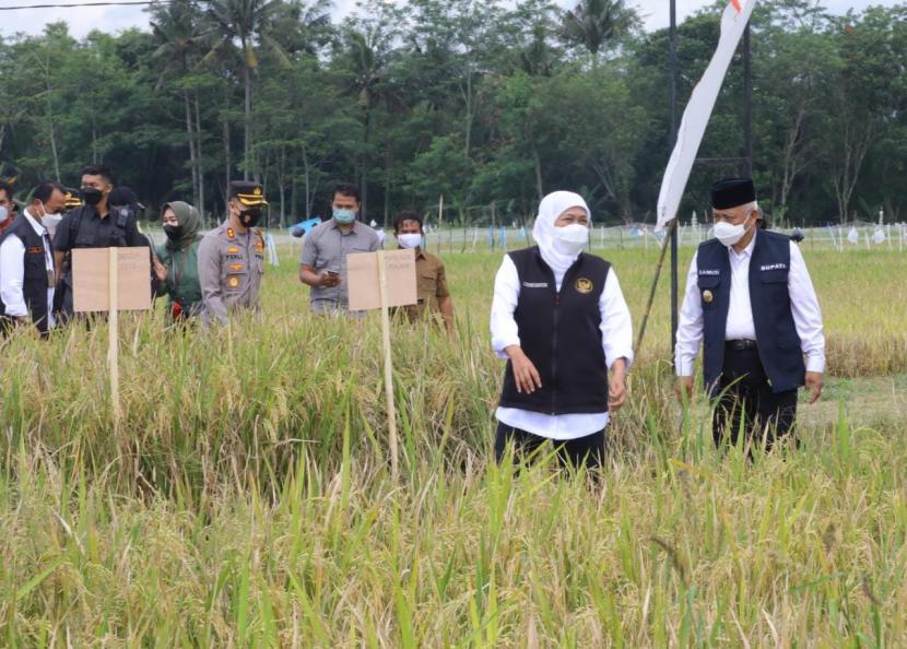 Dua jenis padi varietas unggul di Kabupaten Malang panen raya pada Kamis (7/4/2022). Kegiatan panen ini dihadiri oleh Gubernur Jawa Timur (Jatim), Khofifah Indar Parawansa, Bupati Malang M. Sanusi dan sejumlah undangan lainnya. 