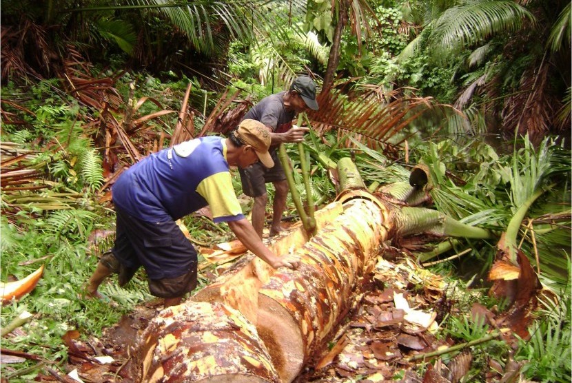 Dua orang pekerja tengah memotong pohon sagu, (ilustrasi). Pemprov Babel mengembangkan tanaman sagu di kawasan bekas penambangan bijih timah. 