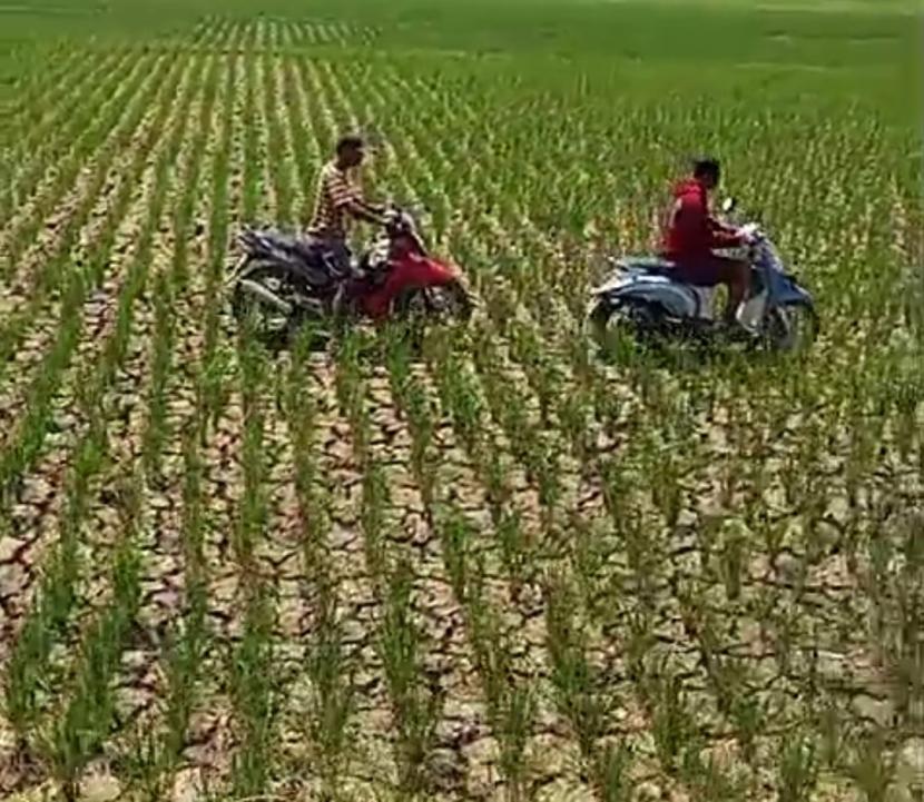 Dua orang petani melakukan balap motor di areal sawah yang mengalami kekeringan di Blok Nambo, Desa Karanganyar, Kecamatan Kandanghaur, Kabupaten Indramayu. Hal itu sebagai bentuk protes ketiadaan pasokan air yang mengaliri sawah mereka. 