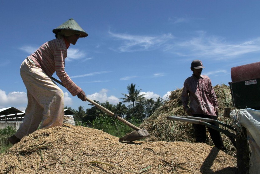 Dua orang petani memanen padi yang tersisa dari sawahnya yang mengalami puso 