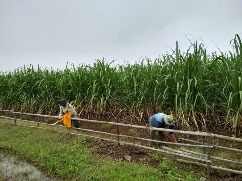 Perum Perhutani bersama PT Pabrik Gula (P Rajawali I Unit PG Rejo Agung Baru mendukung swasembada gula nasional dengan kemitraan budi daya tanaman tebu.
