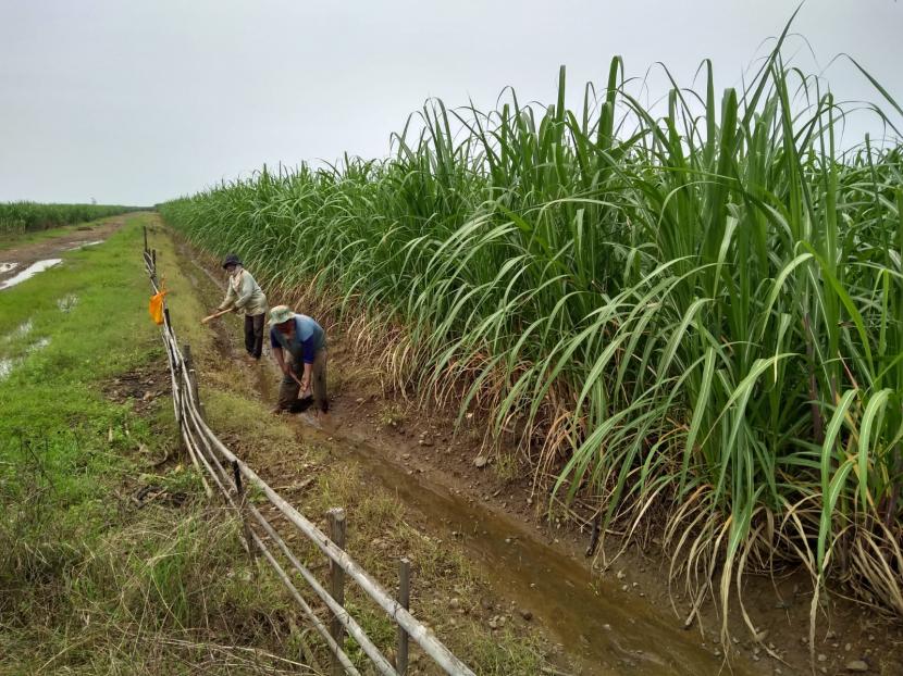 PT Perkebunan Nusantara (PTPN) III menyatakan bakal menambah dua pabrik bioetanol untuk mendukung penyediaan Bahan Bakar Minyak (BBM) Bioetanol lima persen oleh PT Pertamina (Persero). 