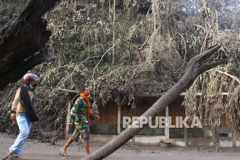 Dua pejalan kaki melintas jalur Malang-Lumajang yang terhalang pohon roboh di Pronojiwo, Lumajang, Jawa Timur, Ahad (5/12/2021). Derasnya guyuran hujan abu vulkanik akibat erupsi gunung Semeru membuat pohon di sepanjang jalur tersebut roboh dan menghalangi jalan. 