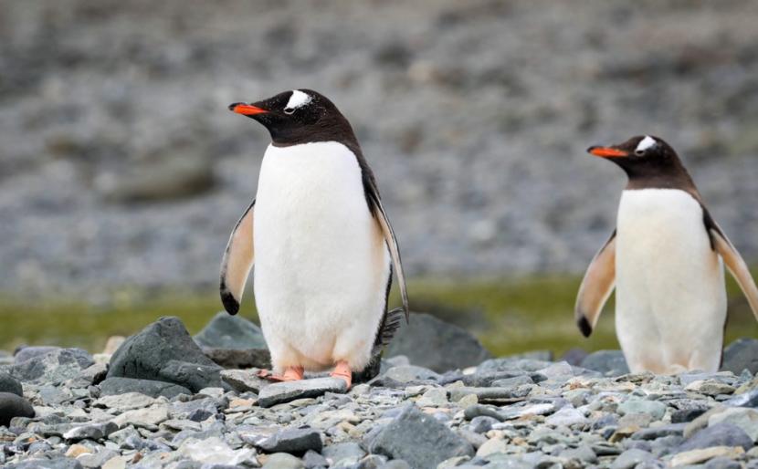 Dua penguin gentoo (Pygoscelis papua) melihat ke arah yang sama di Pulau King George, Antartika, 17 Januari 2020 (diterbitkan 25 Februari 2020). Para ilmuwan menemukan penguin yang hampir seluruhnya berwarna putih di antara koloni penguin hitam-putih dengan paruh oranye terang di Antartika. 