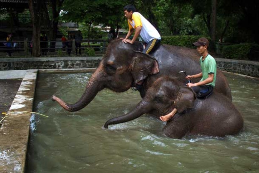   Dua perawat gajah memandikan dua ekor Gajah Sumatera di Kebun Binatang Surabaya (KBS).
