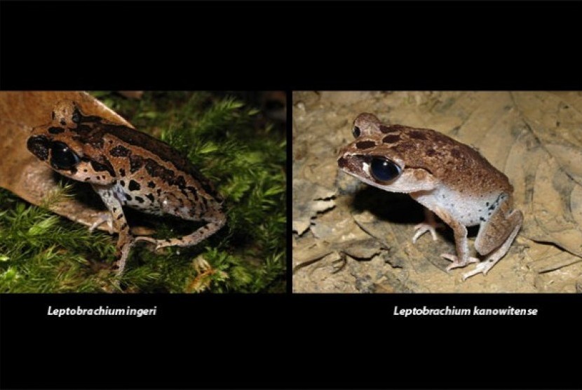 Dua spesies katak baru