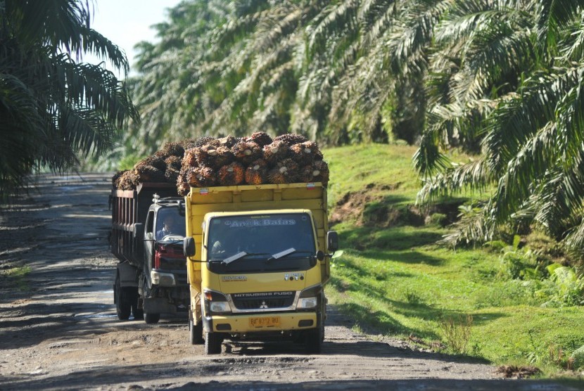 Dua unit truk mengangkut buah kelapa sawit di kawasan perkebunan sawit PTPN VI, Sariak, Pasaman Barat, Sumatra Barat, Sabtu (1/12/2018).