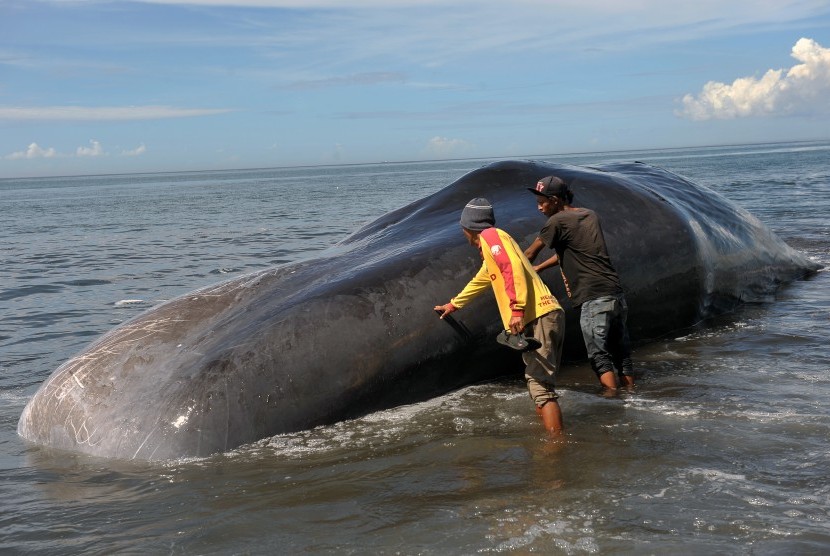 Dua warga berupaya menarik bangkai ikan paus yang terdampar di Pantai Batu Tumpeng, Klungkung, Bali, Senin (14/3).