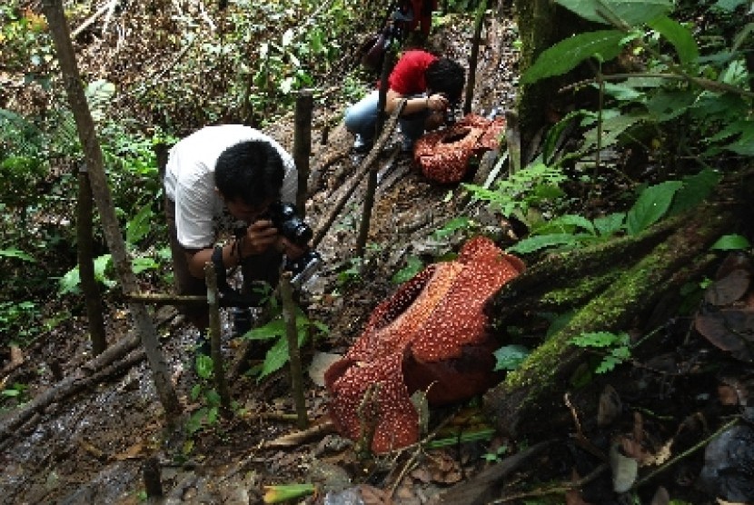 Dua warga mengabadikan menggunakan kameranya saat menyaksikan mekarnya dua bungan Rafflesia (Rafflesia Arnoldii) di Hutan Lindung Bukit Daun Register V Kabupaten Kepahiang, Bengkulu.