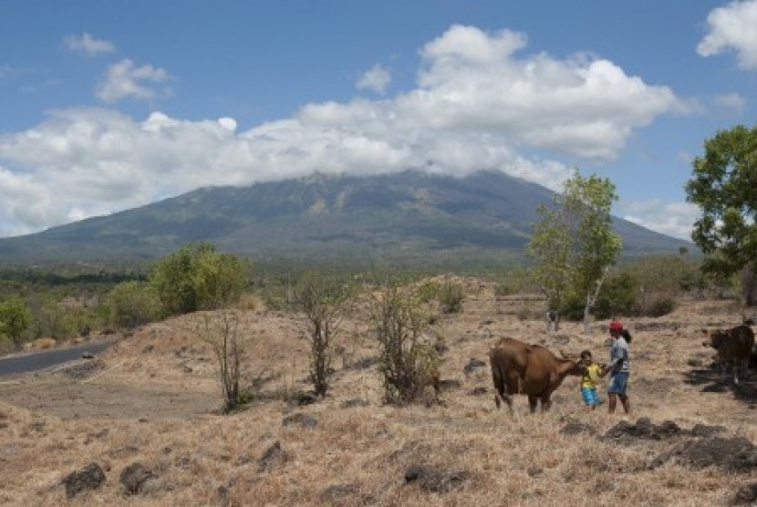 Dua warga mengembalakan sapi di Desa Batu Dawa yang berjarak sekitar 10 kilometer dari Gunung Agung, Karangasem, Bali, Senin (25/9). Sebagian warga yang tinggal di kawasan rawan bencana di lereng timur laut Gunung Agung masih belum mengungsi meski gunung berstatus awas dan mereka telah dihimbau untuk meninggalkan kampung.