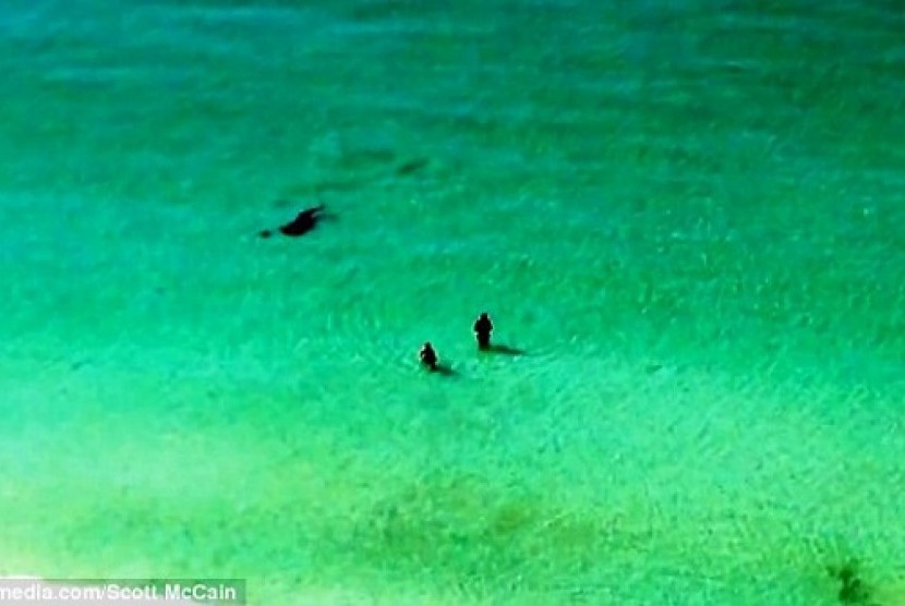 Dua wisatawan berenang secepat mungkin menghindari serangan hiu (ilustrasi). Seorang remaja berusia 12 tahun asal Ukraina kehilangan tangannya akibat serangan hiu baru-baru ini di resor Sharm el-Sheikh di Laut Merah Mesir. 