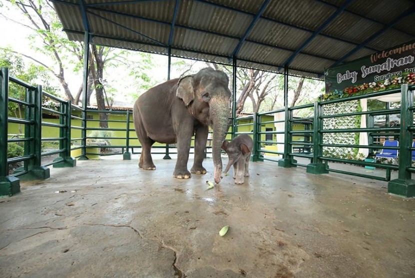 Dumbo bayi gajah yang baru lahir di Kebun Binatang Surabaya bermain bersama induknya, beberapa waktu lalu. Penyebab kematian Dumbo belum diketahui hingga saat ini.