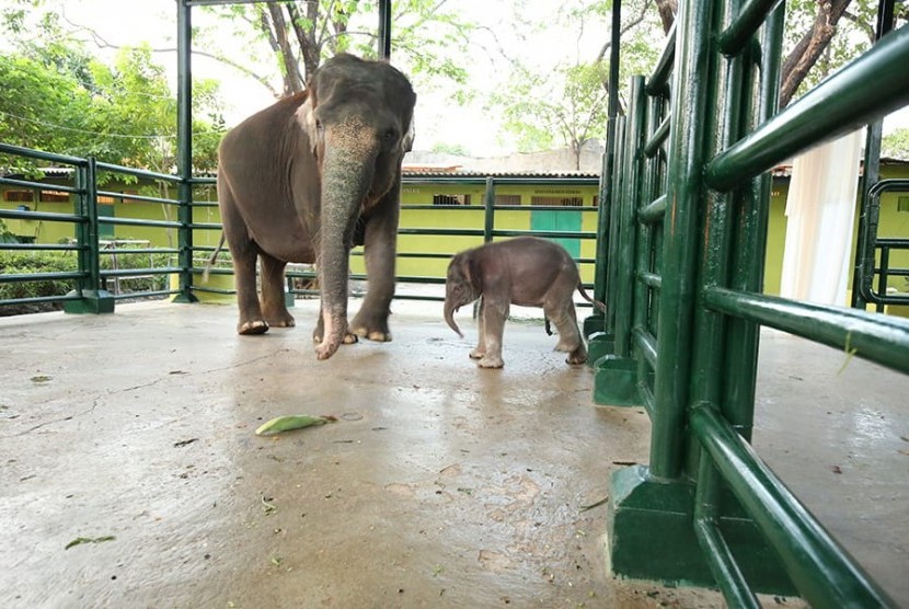 Dumbo bayi gajah yang baru lahir di Kebun Binatang Surabaya bermain bersama induknya, Selasa (30/7).