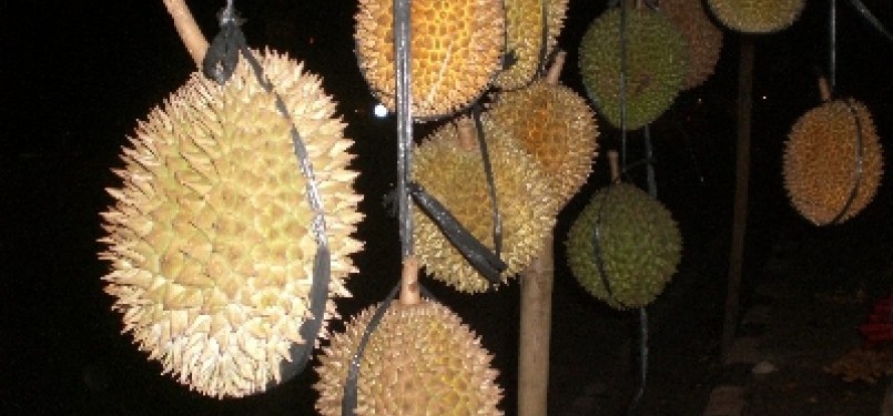 Durian, ilustrasi