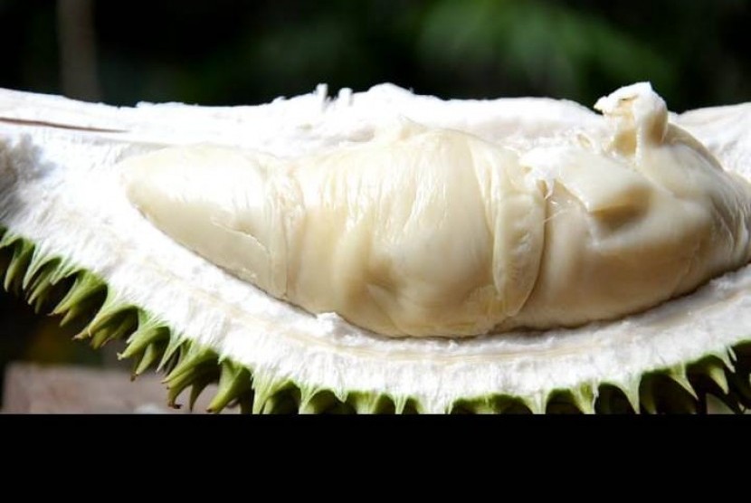 Kepala Staf Kepresidenan Moeldoko konsisten berharap  durian lokal Indonesia bisa mendunia menyaingi durian asal Thailand dan Singapura. (ilustrasi).