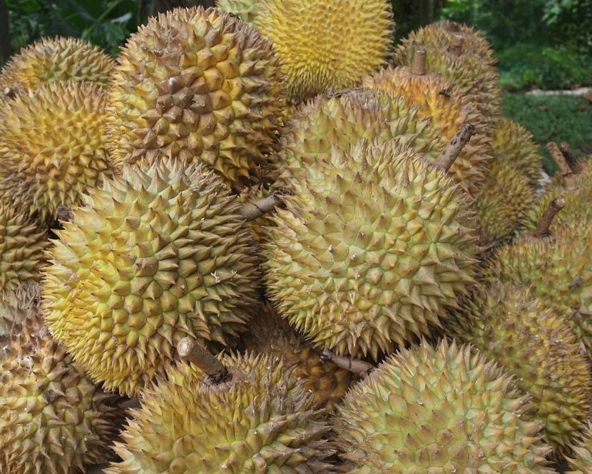 Durian (ilustrasi).
