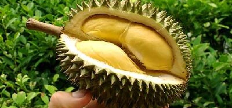Durian, the excotic fruit (illustration)