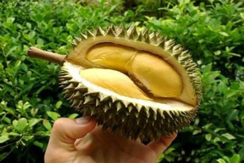 Durian, the excotic fruit (illustration)