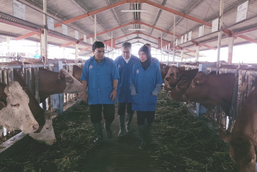 Duta Besar Indonesia di Belgia Yuri O Thamrin (tengah) menyaksikan  langsung progress pertumbuhan dan performans sapi Belgian Blue (BB) di  Balai Embrio Ternak (BET) Cipelang, Bogor (5/11). 