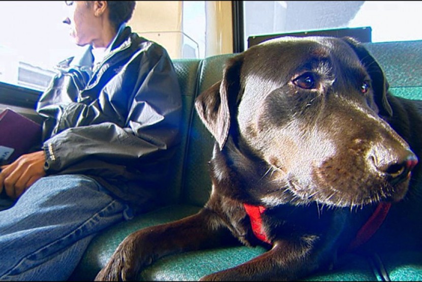 Eclipse, anjing pintar yang pergi menaiki bus sendiri tanpa didampingi pemiliknya 
