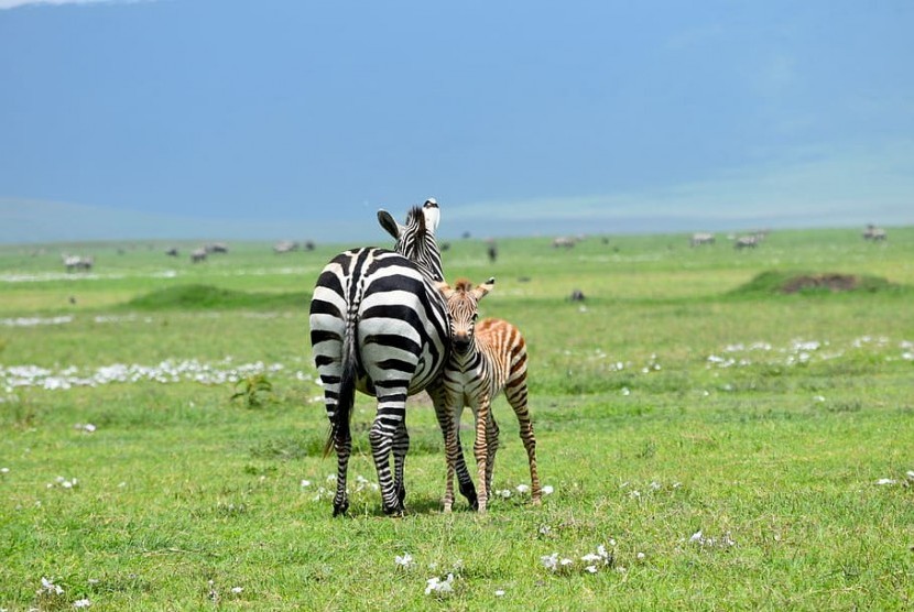 ekelompok peneliti asal Jepang menggambar pola zebra pada sekumpulan sapi (Ilustrasi zebra sapi)