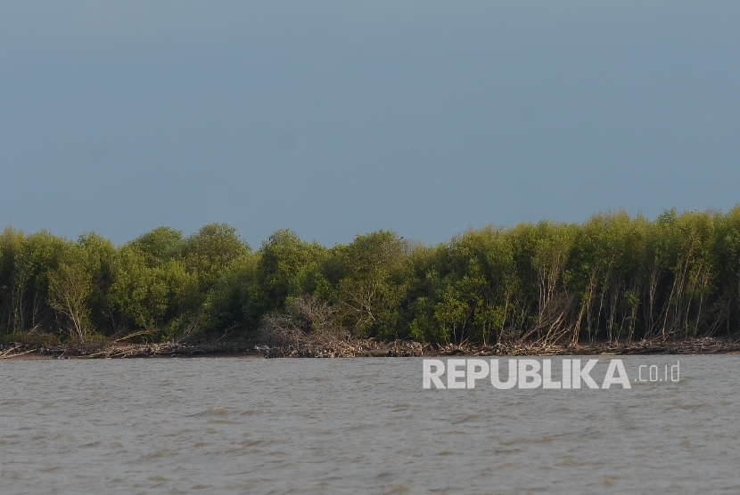 Ekosistem mangrove yang rusak akibat abrasi di perairan Serang, Banten (ilustrasi). Kementerian Kelautan dan Perikanan menyatakan siap bergerak untuk memulai program bersama dalam mengembangkan Ekosistem Mangrove Nasional. 