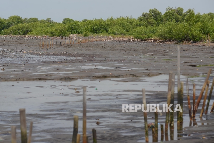 Ekosistem mangrove yang rusak akibat abrasi di perairan Serang, Banten, Rabu (27/4). (Republika/Raisan Al Farisi)