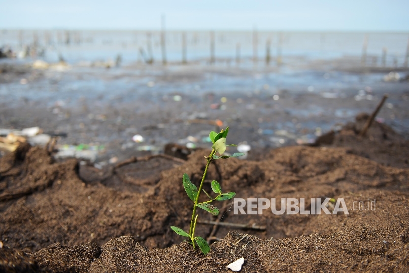 Ekosistem mangrove yang rusak akibat abrasi di perairan Serang, Banten.