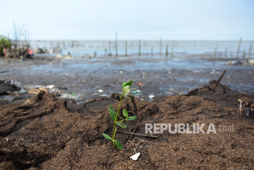 Ekosistem mangrove yang rusak akibat abrasi di perairan Serang, Banten, Rabu (27/4).Republika/Raisan Al Farisi