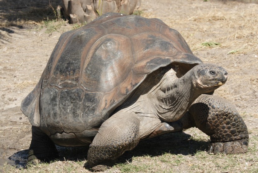 Ekspedisi ilmiah ke Kepulauan Galapagos akan menghabiskan waktu 10 hari untuk mencari kerabat dari dua spesies kura-kura yang diyakini punah, termasuk, kura-kura dari spesies yang sama dengan Lonesome George di kepulauan itu (Foto: Kura-Kura Galapagos)