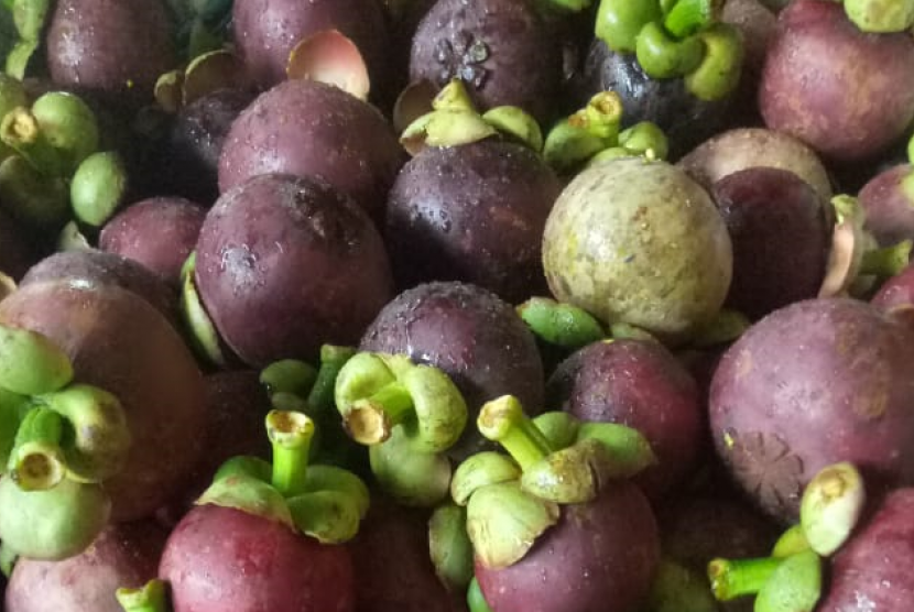 Buah manggis. Pasar timur tengah dinilai memiliki prospek positif untuk ekspor buah manggis asal Purwakarta.