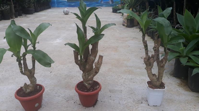 Ekspor tanaman Lucky Bamboo melonjak drastis meski di masa pandemi Covid-19.