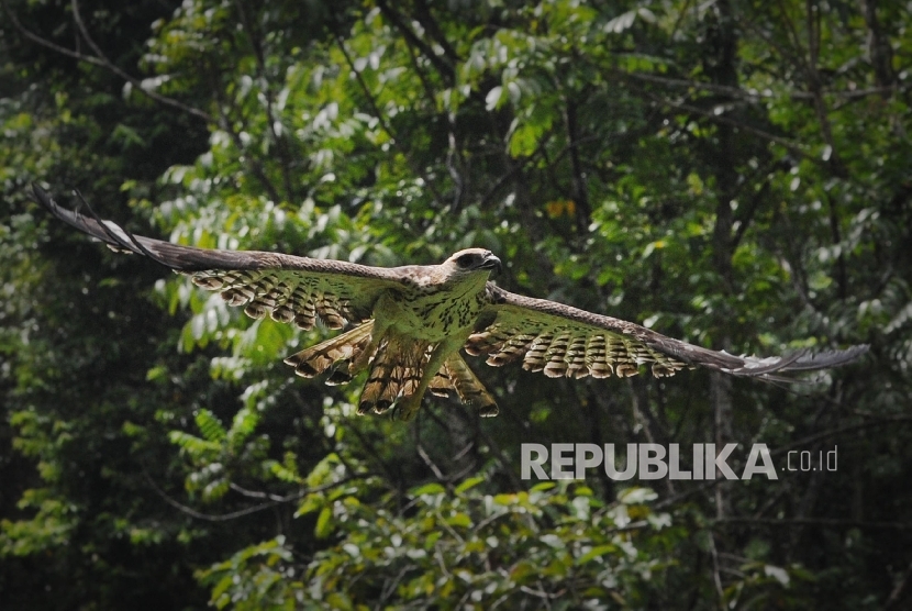 Elang brontok terbang seusai dilepasliarkan di Taman Nasional Way Kambas (TNWK) Lampung Timur, Rabu (27/7)