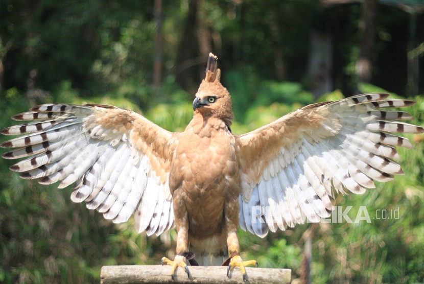 98 Koleksi Gambar Burung Elang Garuda HD Terbaru
